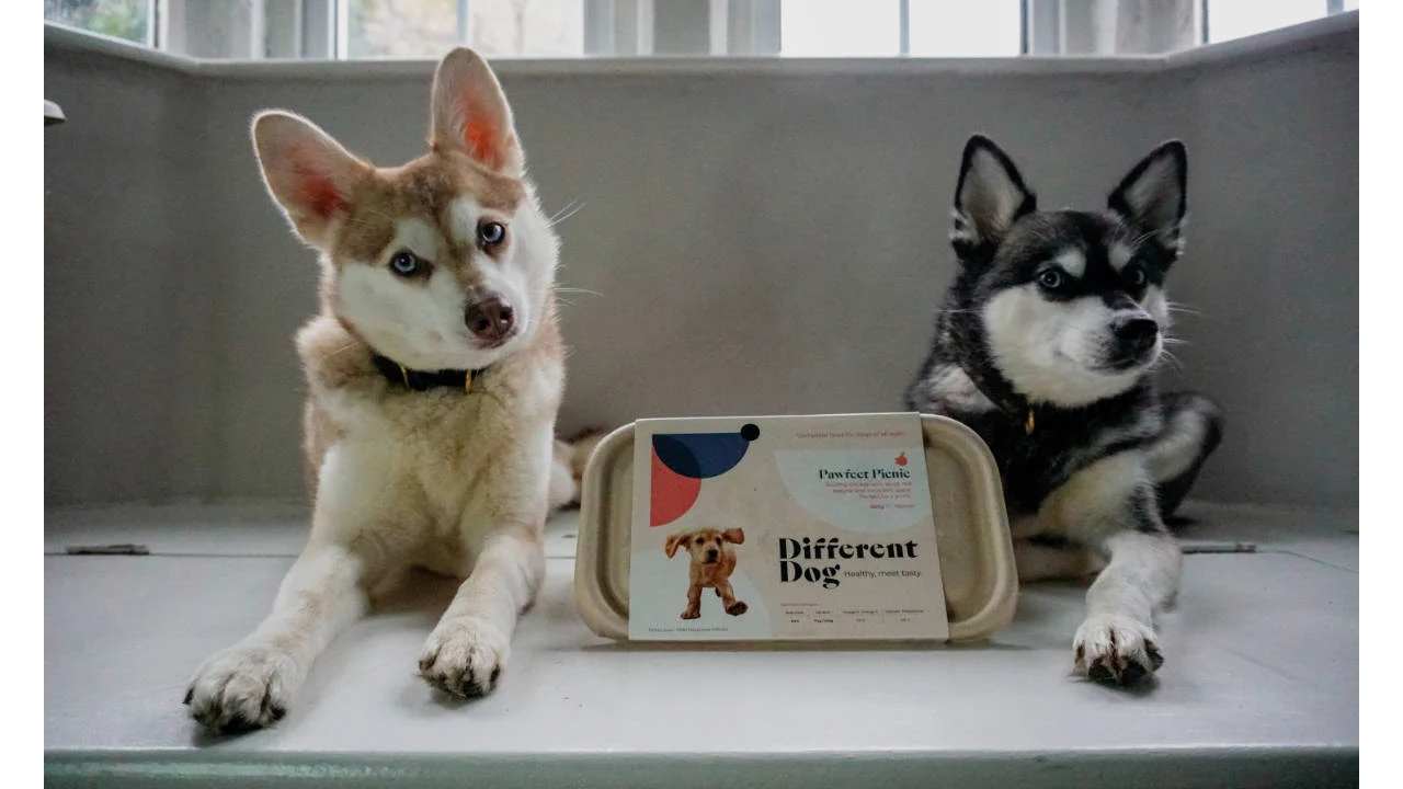 Discovering "Different Dog UK": A Fresh Approach to Canine Nutrition
