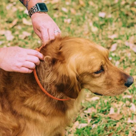 Wondercide Flea & Tick Collar for Dogs