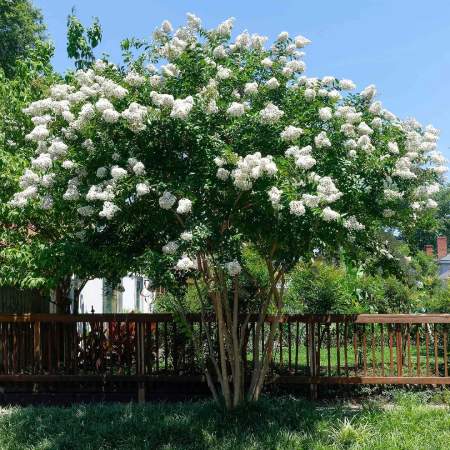 The Sill Natchez Crapemyrtle