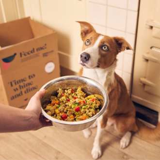 Different Dog Pawfect Picnic
