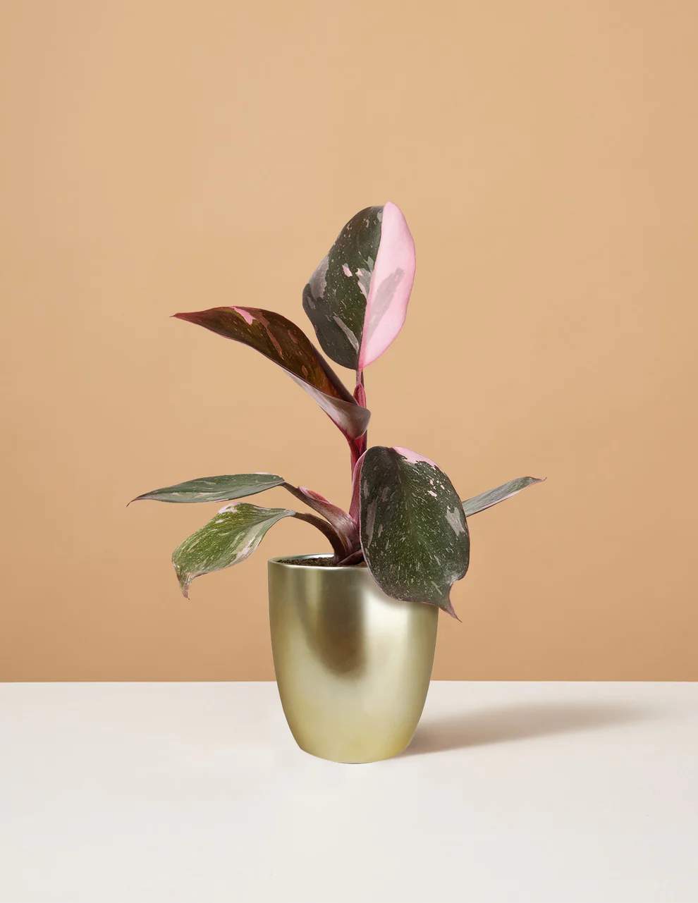 The Sill Philodendron Pink Princess